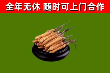 安吉县回收散虫草